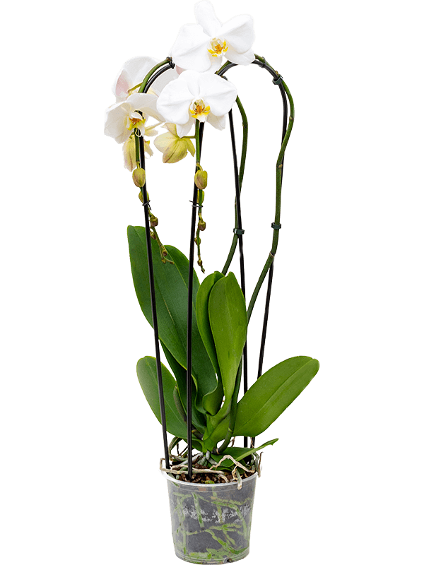 Planta naturala de interior 2-Branches cascade White D20xH75cm Phalaenopsis 'Tsarine' PS15/13cm in pamant