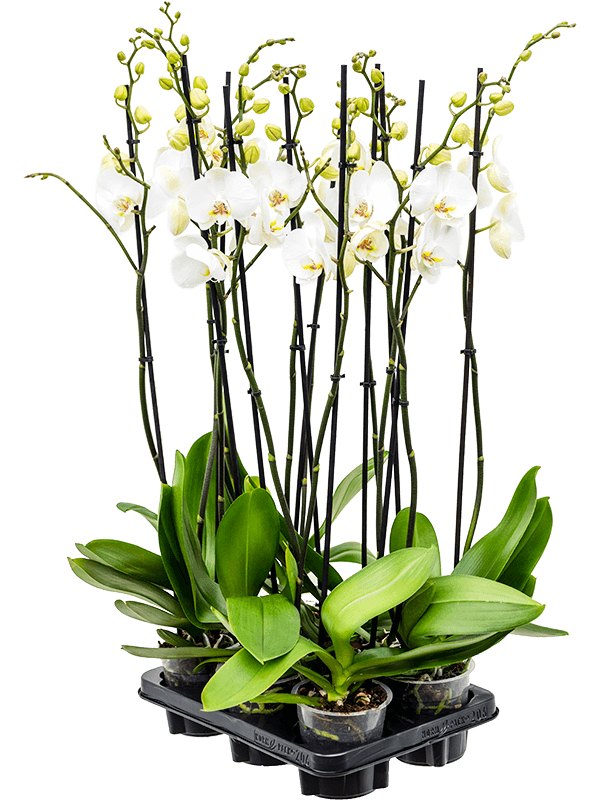 Planta naturala de interior 2-Branches grandiflora White D20xH75cm Phalaenopsis 'Silhouette' PS12/11cm in pamant