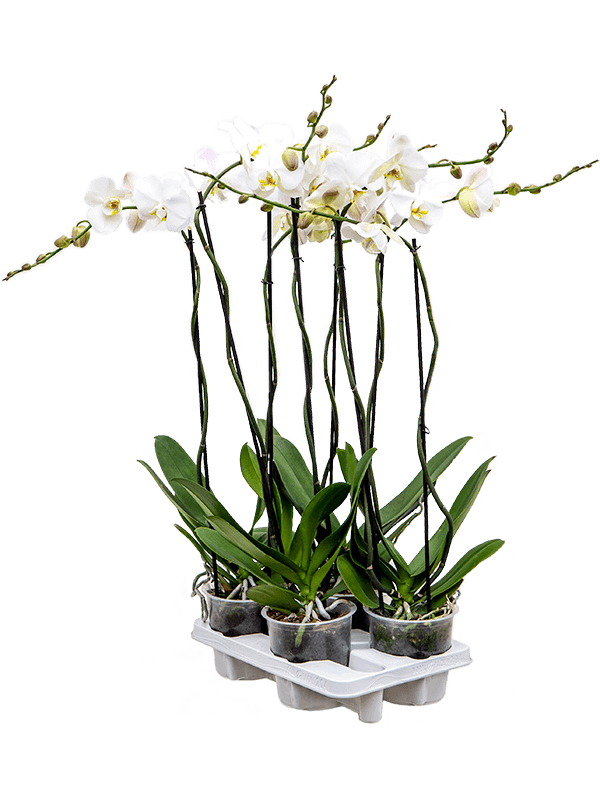 Planta naturala de interior 2-Branches grandiflora White D25xH100cm Phalaenopsis 'Tsarine' PS15/13cm in pamant