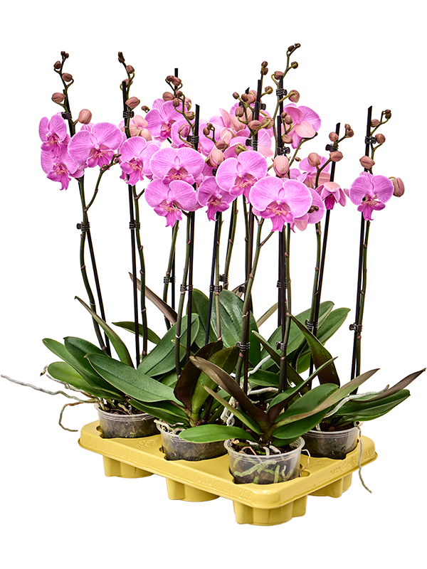 Planta naturala de interior 2-Branches Pink D20xH60cm Phalaenopsis 'Laura' PS12/11cm in pamant