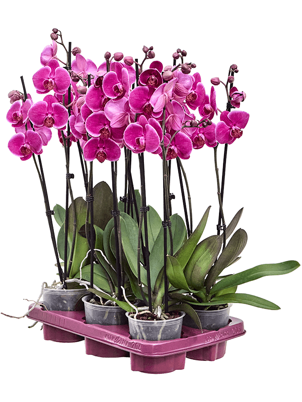 Planta naturala de interior 2-Branches Purple D20xH70cm Phalaenopsis 'Durban' PS12/11cm in pamant