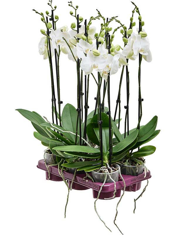 Planta naturala de interior 2-Branches White D25xH65cm Phalaenopsis 'Krystina' PS12/11cm in pamant