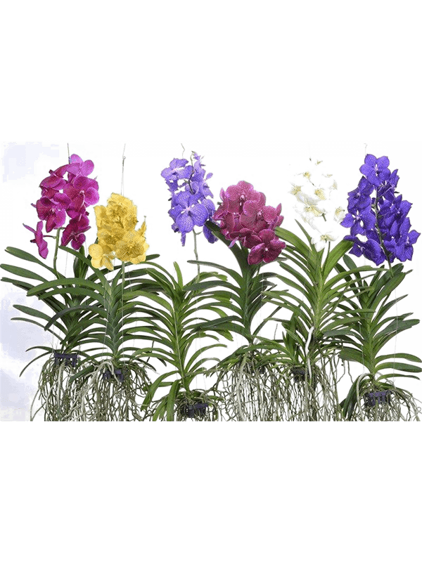 Planta naturala de interior 2 Colors D30xH80cm Vanda mix XL PS in pamant