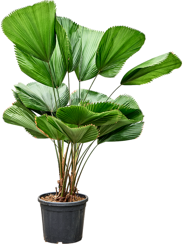 Planta naturala de interior 2-Stem D100xH120cm Licuala grandis PS30/28cm in pamant