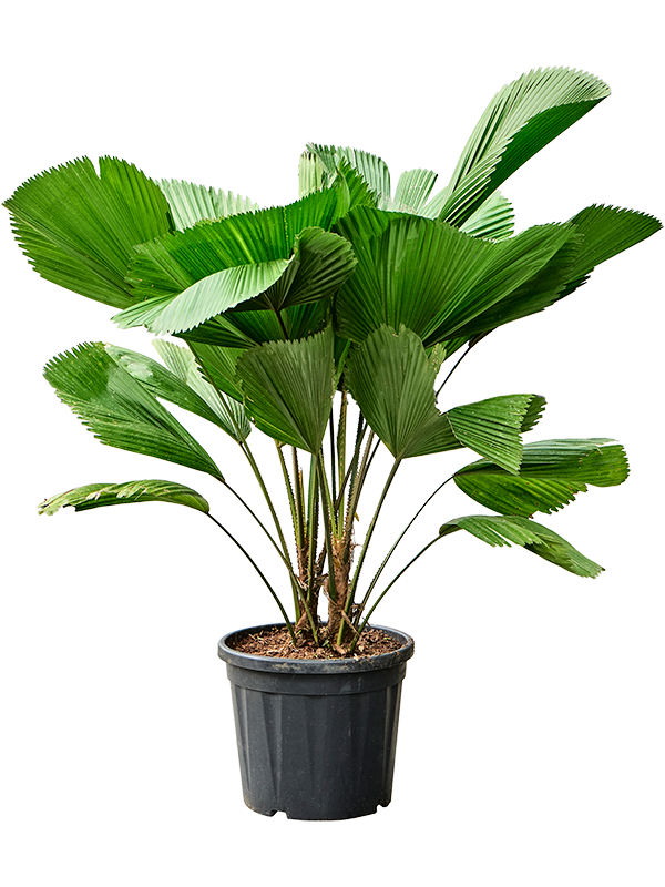 Planta naturala de interior 2-Stem D100xH140cm Licuala grandis PS30/28cm in pamant