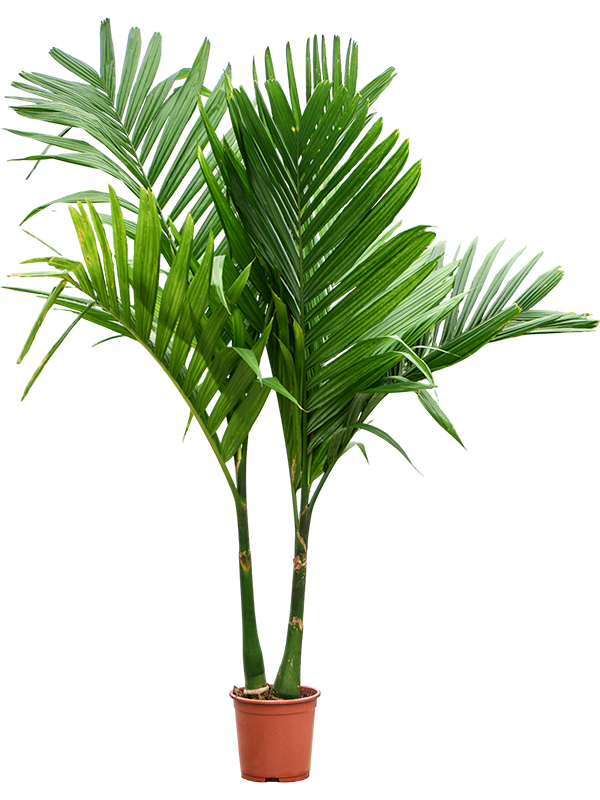 Planta naturala de interior 2-Stem D100xH160cm Areca catechu PS27/30cm in pamant