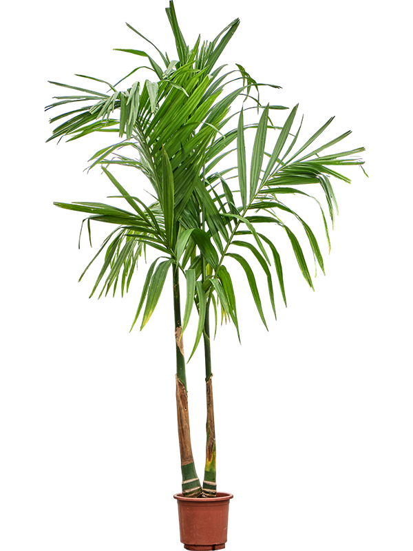 Planta naturala de interior 2-Stem D100xH220cm Areca catechu PS30/27cm in pamant