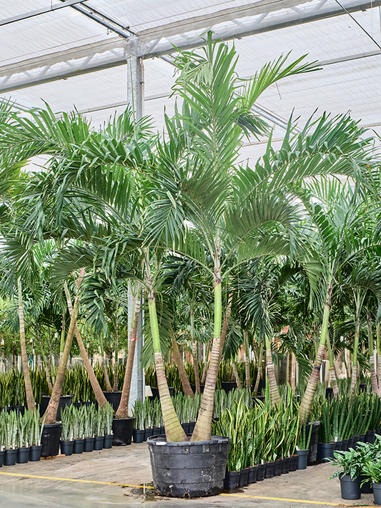 Planta naturala de interior 2-Stem D150xH350cm Veitchia (Adonidia) merrillii PS85/55cm in pamant