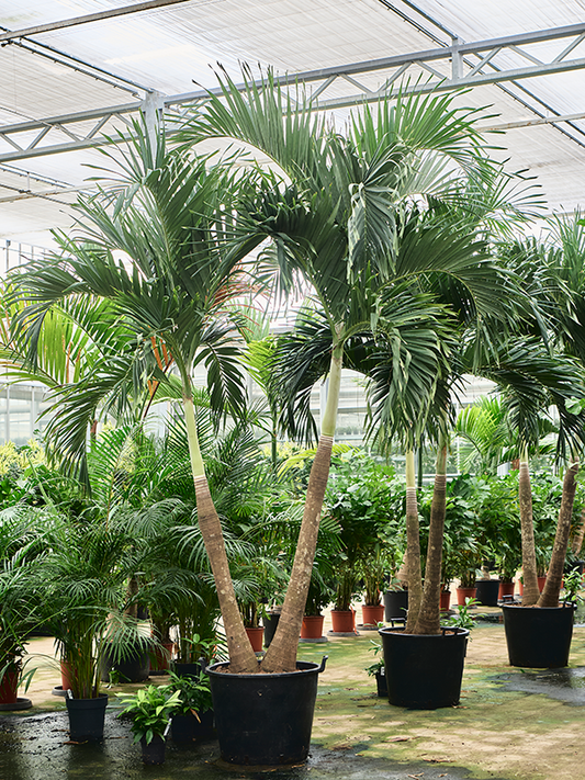 Planta naturala de interior 2-Stem D180xH325cm Veitchia (Adonidia) merrillii (300-350) PS45/36cm in pamant