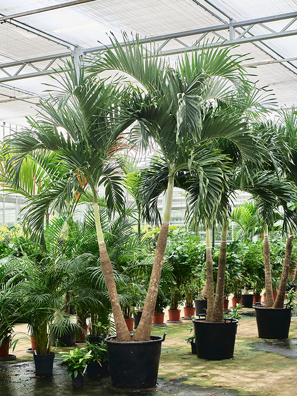 Planta naturala de interior 2-Stem D180xH325cm Veitchia (Adonidia) merrillii (300-350) PS45/36cm in pamant