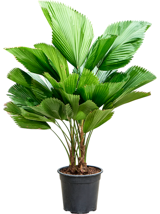 Planta naturala de interior 2-Stem D90xH110cm Licuala grandis (90-130) PS27/25cm in pamant