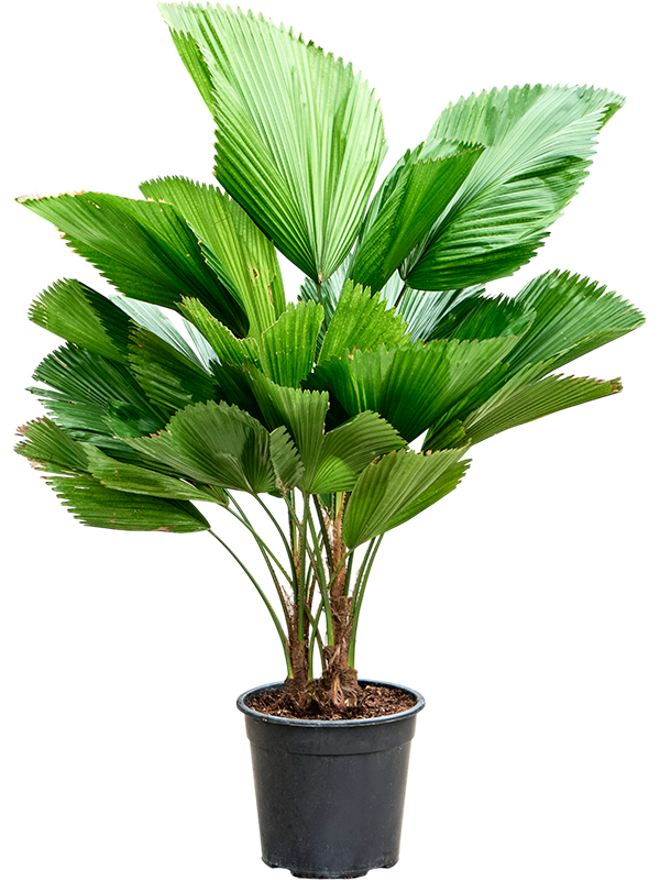 Planta naturala de interior 2-Stem D90xH130cm Licuala grandis PS27/25cm in pamant