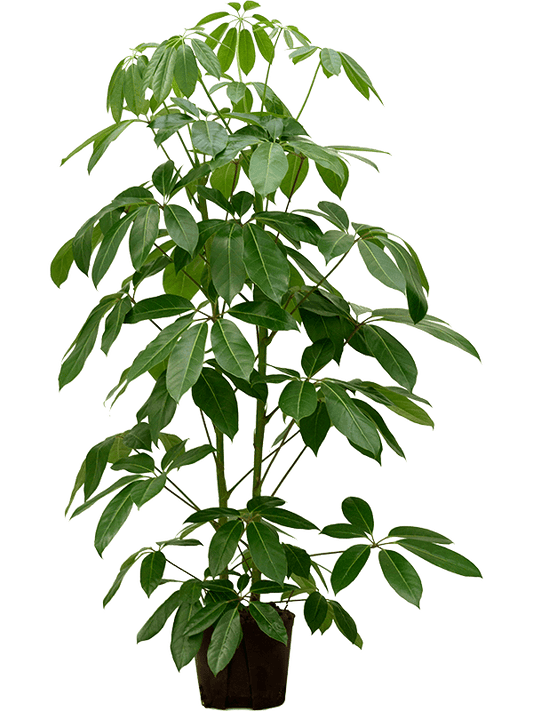 Planta naturala de interior 2pp (150-170) D60xH160cm Schefflera actinophylla 'Amate' P22/19cm in hidrogranule