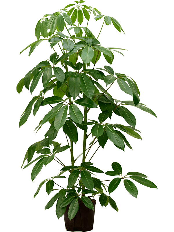 Planta naturala de interior 2pp (150-170) D60xH160cm Schefflera actinophylla 'Amate' P22/19cm in hidrogranule