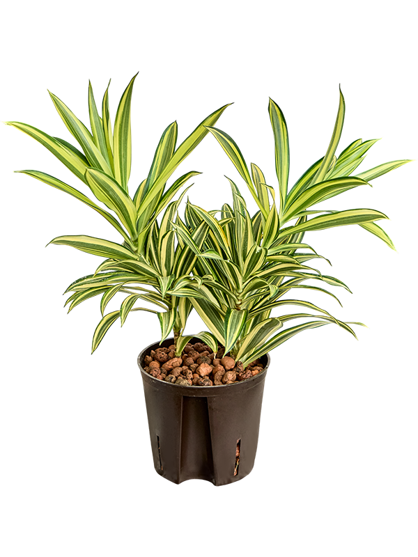 Planta naturala de interior 2pp D15xH30cm Pleomele (Dracaena) reflexa 'Song of Hawai' P13/12cm in hidrogranule