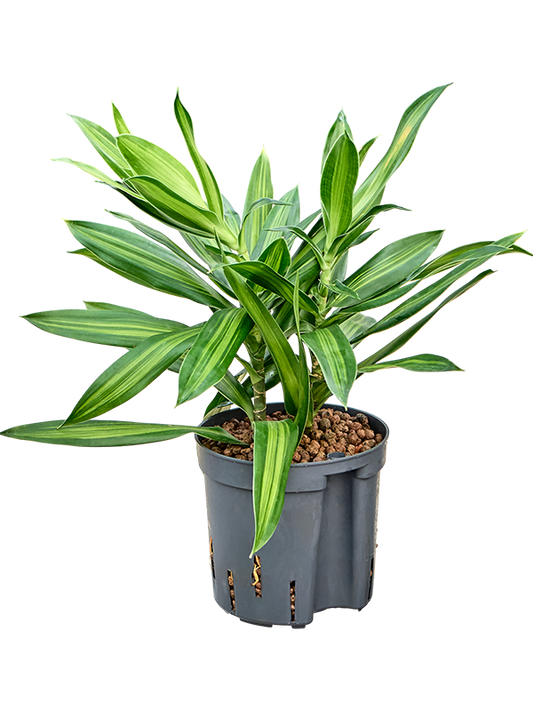 Planta naturala de interior 2pp D15xH30cm Pleomele (Dracaena) reflexa 'Song of Jamaica' P13/12cm in hidrogranule