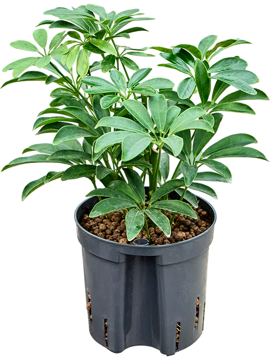 Planta naturala de interior 2pp D15xH30cm Schefflera arboricola 'Luseana' P13/12cm in hidrogranule