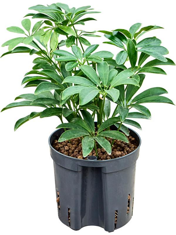 Planta naturala de interior 2pp D15xH30cm Schefflera arboricola 'Luseana' P13/12cm in hidrogranule