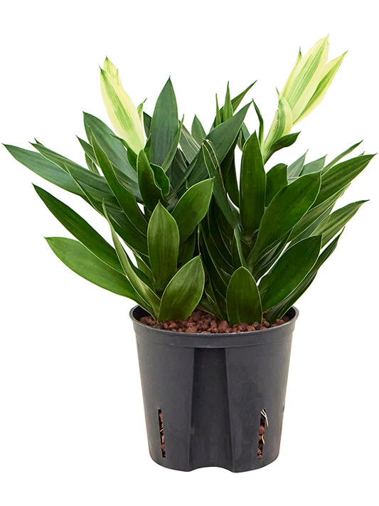 Planta naturala de interior 2pp D15xH35cm Pleomele (Dracaena) reflexa 'Song of Sri Lanka' P13/12cm in hidrogranule