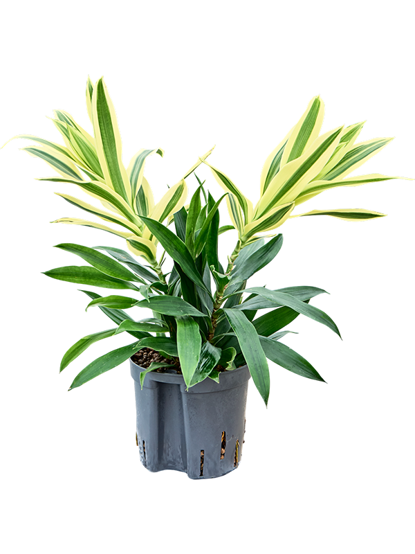 Planta naturala de interior 2pp D15xH35cm Pleomele (Dracaena) reflexa 'Song of Sri Lanka' P13/12cm in hidrogranule