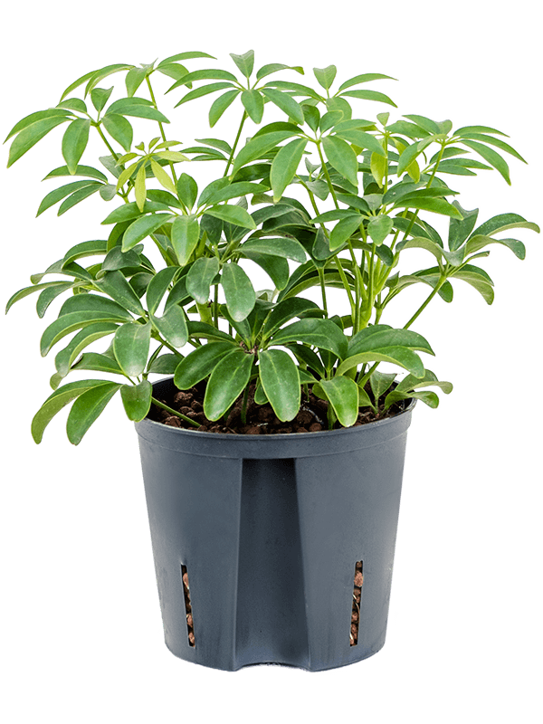 Planta naturala de interior 2pp D15xH40cm Schefflera arboricola 'Luseana' P13/12cm in hidrogranule