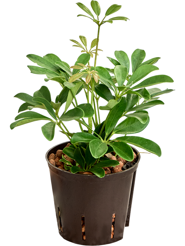 Planta naturala de interior 2pp D20xH30cm Schefflera arboricola 'Compacta' P13/12cm in hidrogranule