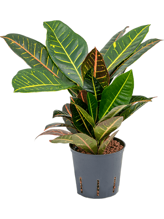 Planta naturala de interior 2pp D20xH35cm Croton (Codiaeum) variegatum 'Petra' P13/12cm in hidrogranule