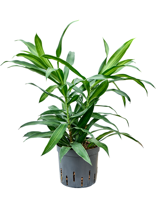 Planta naturala de interior 2pp D20xH35cm Pleomele (Dracaena) reflexa 'Song of Jamaica' P13/12cm in hidrogranule