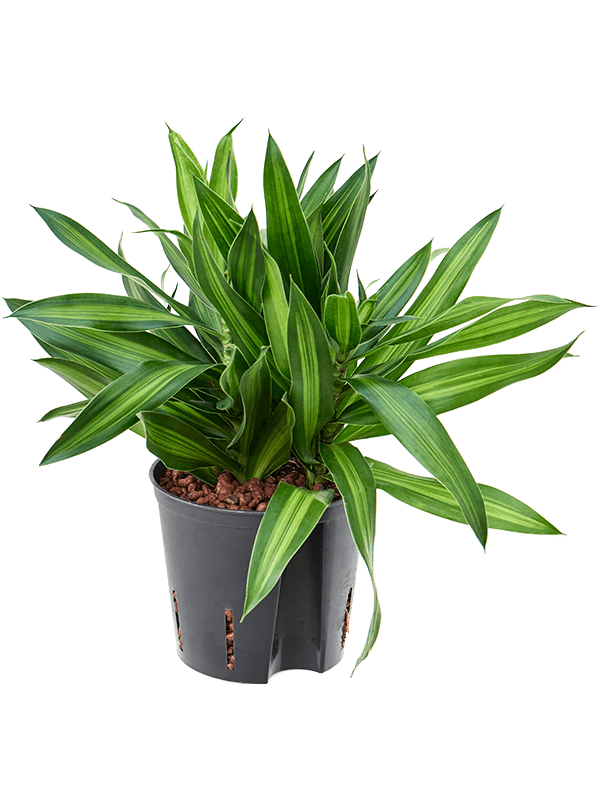 Planta naturala de interior 2pp D20xH35cm Pleomele (Dracaena) reflexa 'Song of Jamaica' P13/12cm in hidrogranule