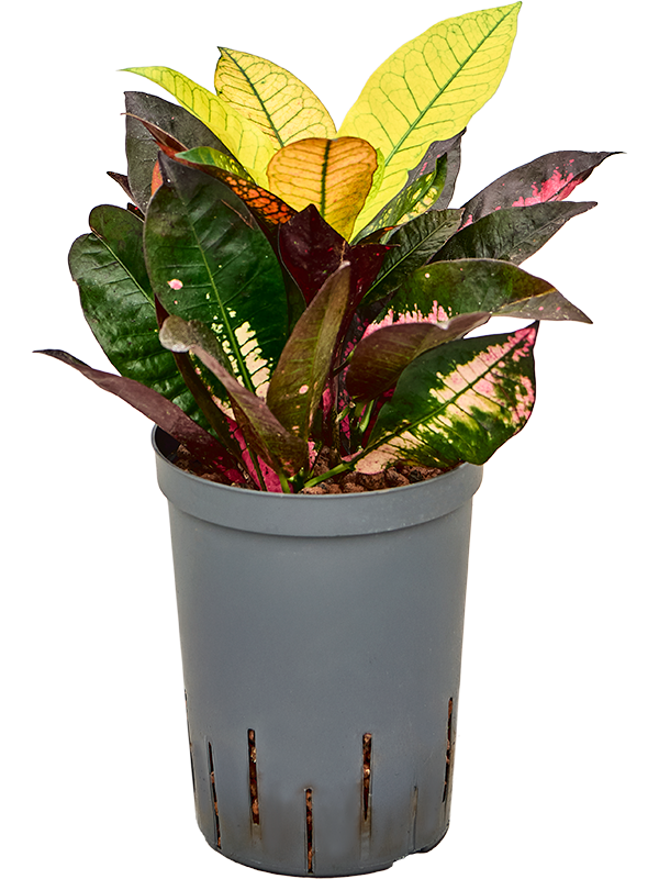 Planta naturala de interior 2pp D25xH35cm Croton (Codiaeum) variegatum 'Mrs. Iceton' P15/19cm in hidrogranule