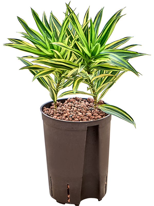 Planta naturala de interior 2pp D25xH35cm Pleomele (Dracaena) reflexa 'Song of Hawaian' P15/19cm in hidrogranule