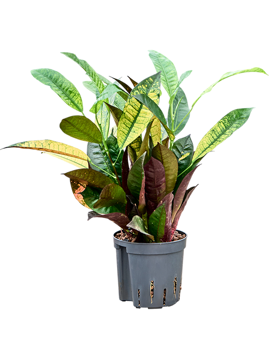 Planta naturala de interior 2pp D25xH40cm Croton (Codiaeum) variegatum 'Mrs. Iceton' P13/12cm in hidrogranule