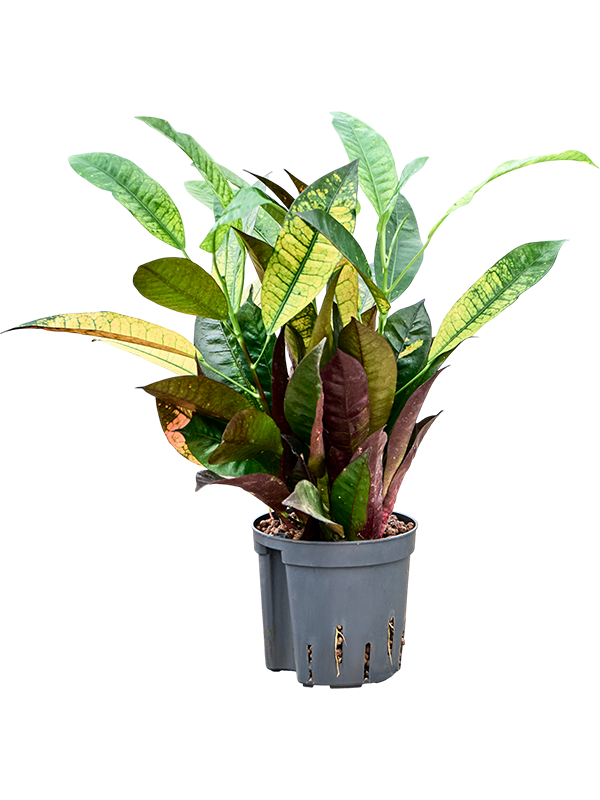 Planta naturala de interior 2pp D25xH40cm Croton (Codiaeum) variegatum 'Mrs. Iceton' P13/12cm in hidrogranule