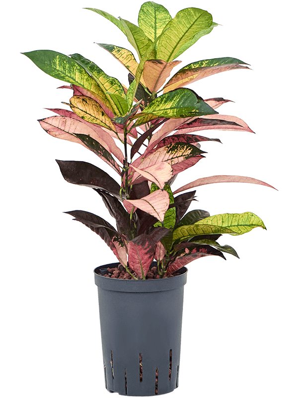 Planta naturala de interior 2pp D25xH40cm Croton (Codiaeum) variegatum 'Mrs. Iceton' P15/19cm in hidrogranule