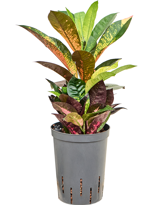 Planta naturala de interior 2pp D25xH45cm Croton (Codiaeum) variegatum 'Mrs. Iceton' P15/19cm in hidrogranule