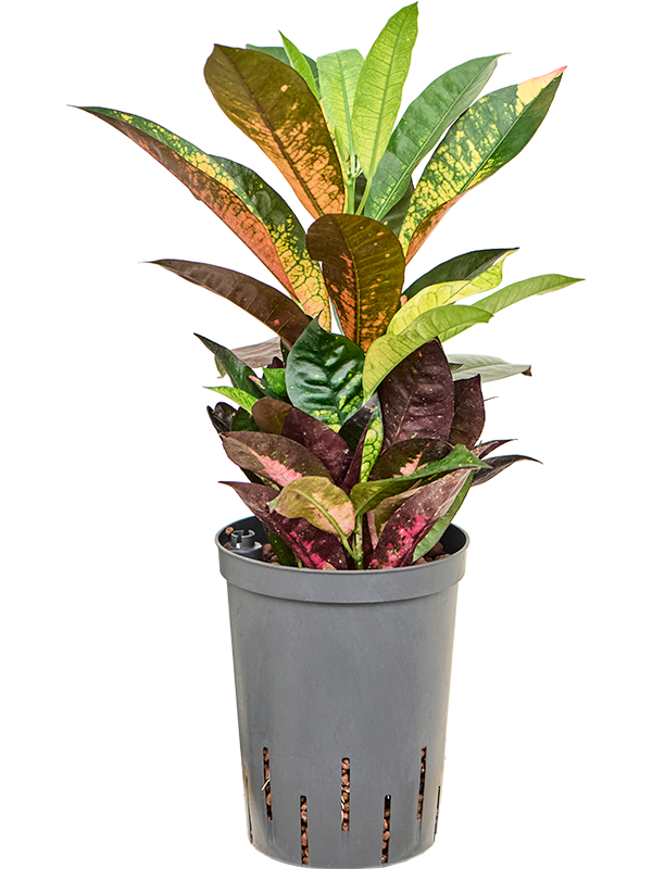 Planta naturala de interior 2pp D25xH45cm Croton (Codiaeum) variegatum 'Mrs. Iceton' P15/19cm in hidrogranule