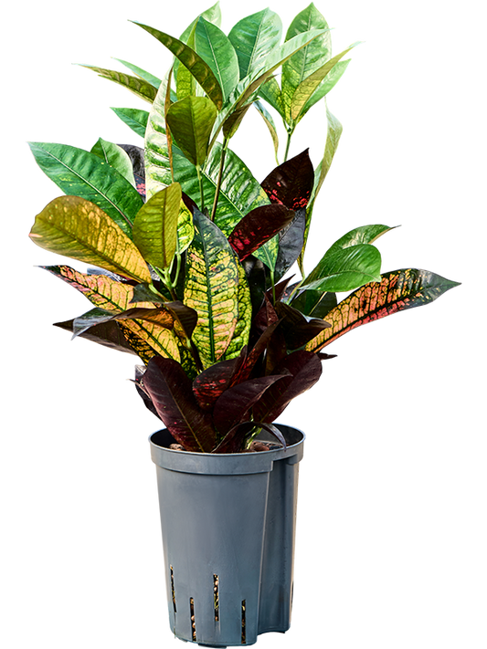 Planta naturala de interior 2pp D25xH50cm Croton (Codiaeum) variegatum 'Mrs. Iceton' P15/19cm in hidrogranule