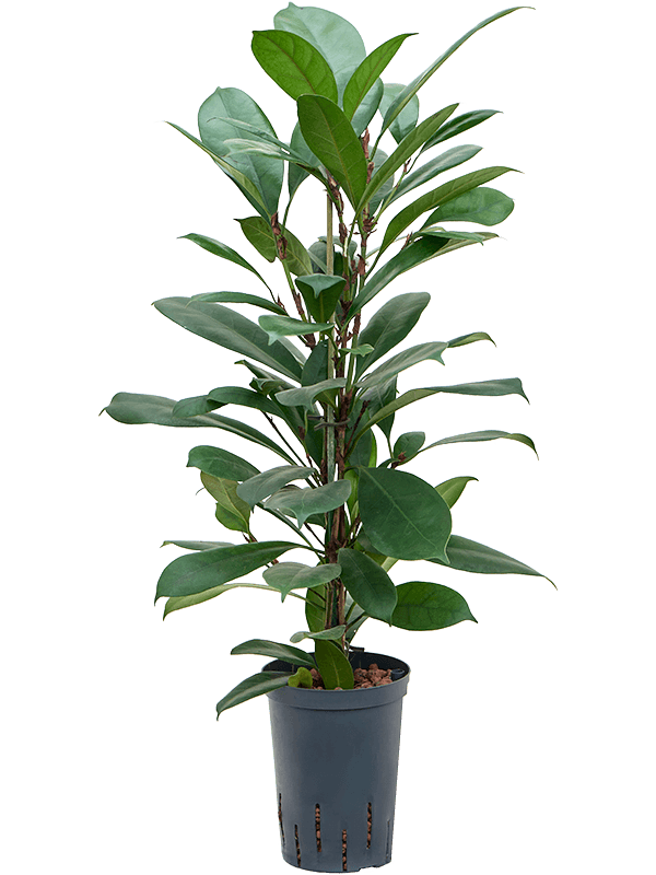 Planta naturala de interior 2pp D30xH65cm Ficus cyathistipula P15/19cm in hidrogranule