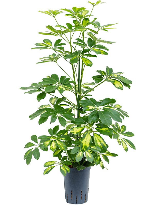 Planta naturala de interior 2pp D30xH75cm Schefflera arboricola 'Gold Capella' P15/19cm in hidrogranule