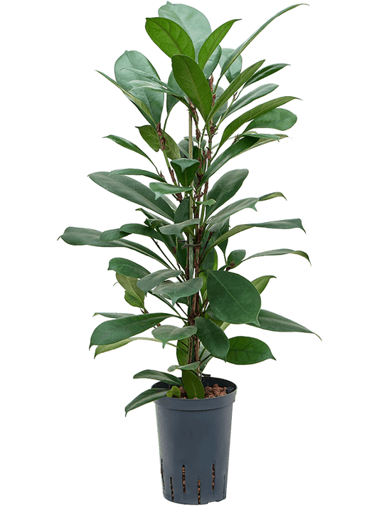 Planta naturala de interior 2pp D30xH80cm Ficus cyathistipula P15/19cm in hidrogranule
