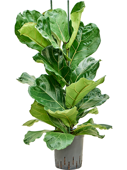 Planta naturala de interior 2pp D35xH100cm Ficus lyrata P18/19cm in hidrogranule