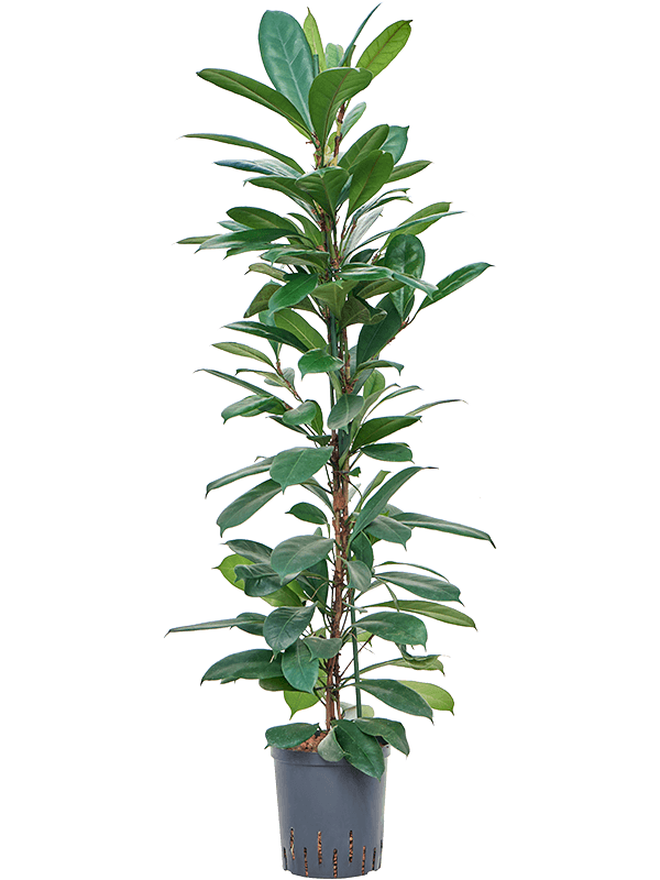 Planta naturala de interior 2pp D35xH110cm Ficus cyathistipula P18/19cm in hidrogranule