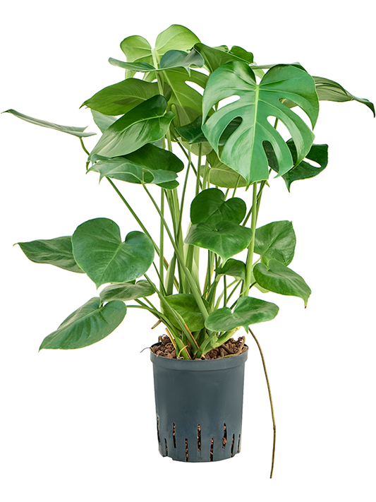 Planta naturala de interior 2pp D35xH60cm Monstera deliciosa P18/19cm in hidrogranule