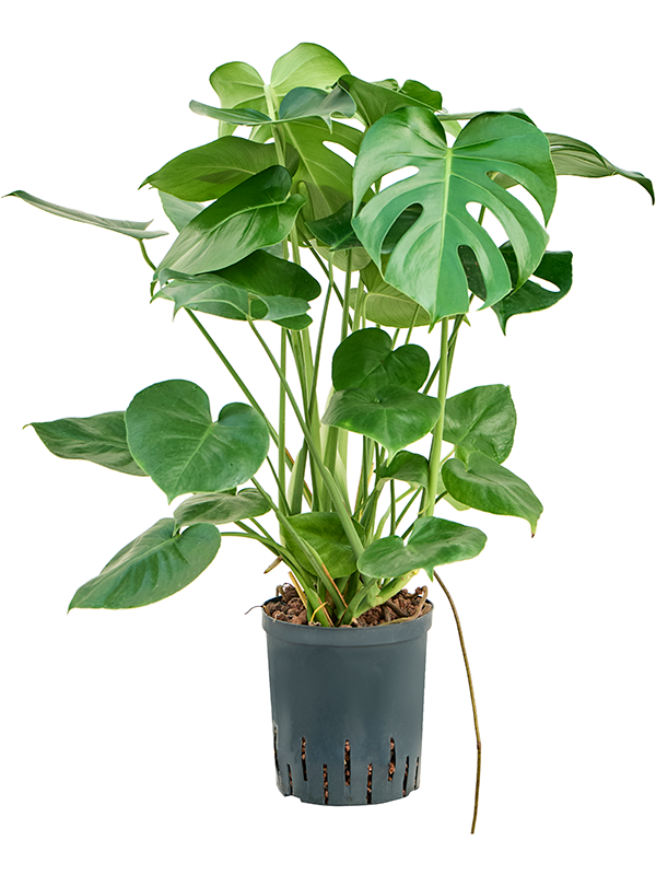 Planta naturala de interior 2pp D35xH60cm Monstera deliciosa P18/19cm in hidrogranule