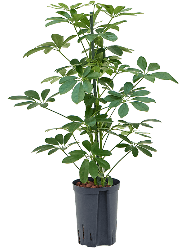 Planta naturala de interior 2pp D35xH75cm Schefflera arboricola 'Compacta' P15/19cm in hidrogranule
