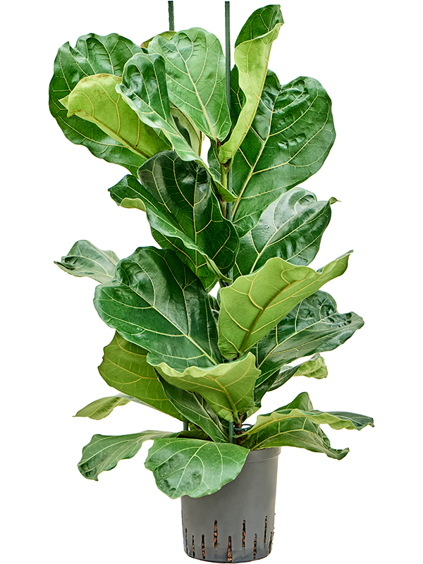 Planta naturala de interior 2pp D35xH90cm Ficus lyrata P18/19cm in hidrogranule