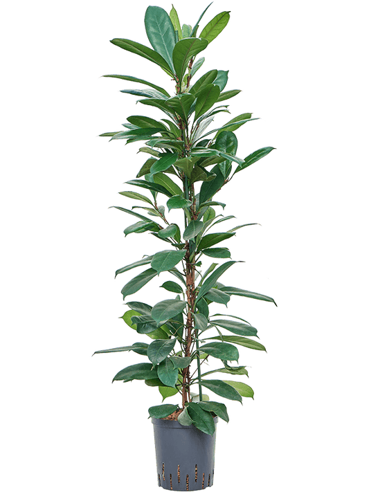Planta naturala de interior 2pp D40xH130cm Ficus cyathistipula P18/19cm in hidrogranule