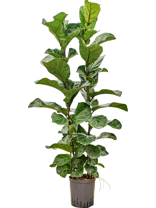 Planta naturala de interior 2pp D40xH150cm Ficus lyrata 'Bambino' P18/19cm in hidrogranule
