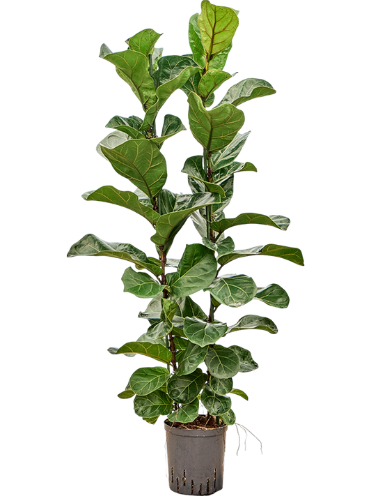 Planta naturala de interior 2pp D40xH150cm Ficus lyrata 'Bambino' P18/19cm in hidrogranule