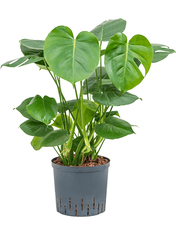 Planta naturala de interior 2pp D40xH70cm Monstera deliciosa P22/19cm in hidrogranule